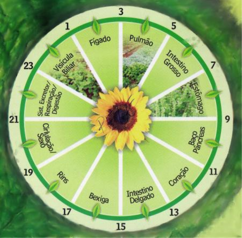 RELÓGIO DO CORPO HUMANO